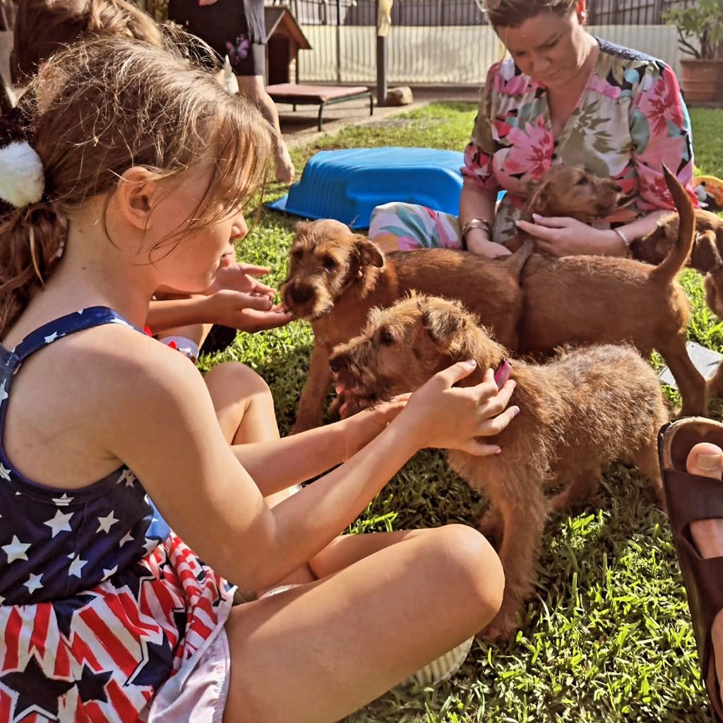 Braecrest Irish Terrier