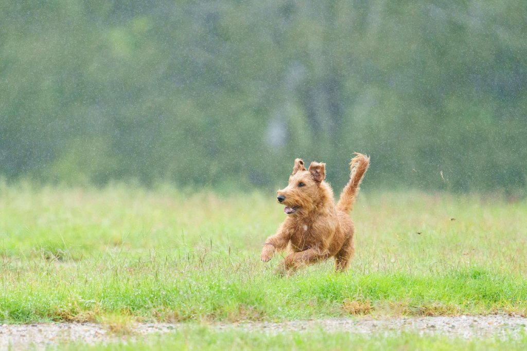 Irish Terrier — Bounding Through the Rain