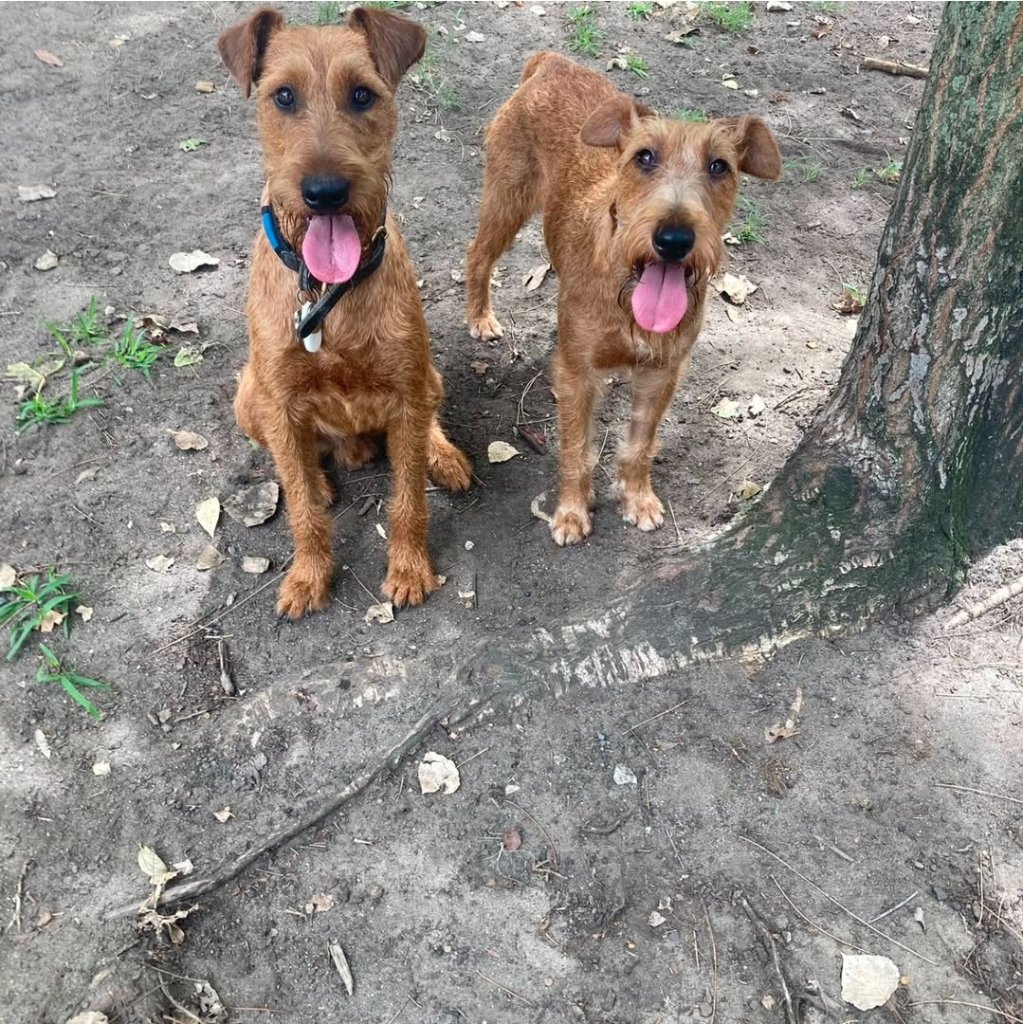 Braecrest Irish Terriers outdoors