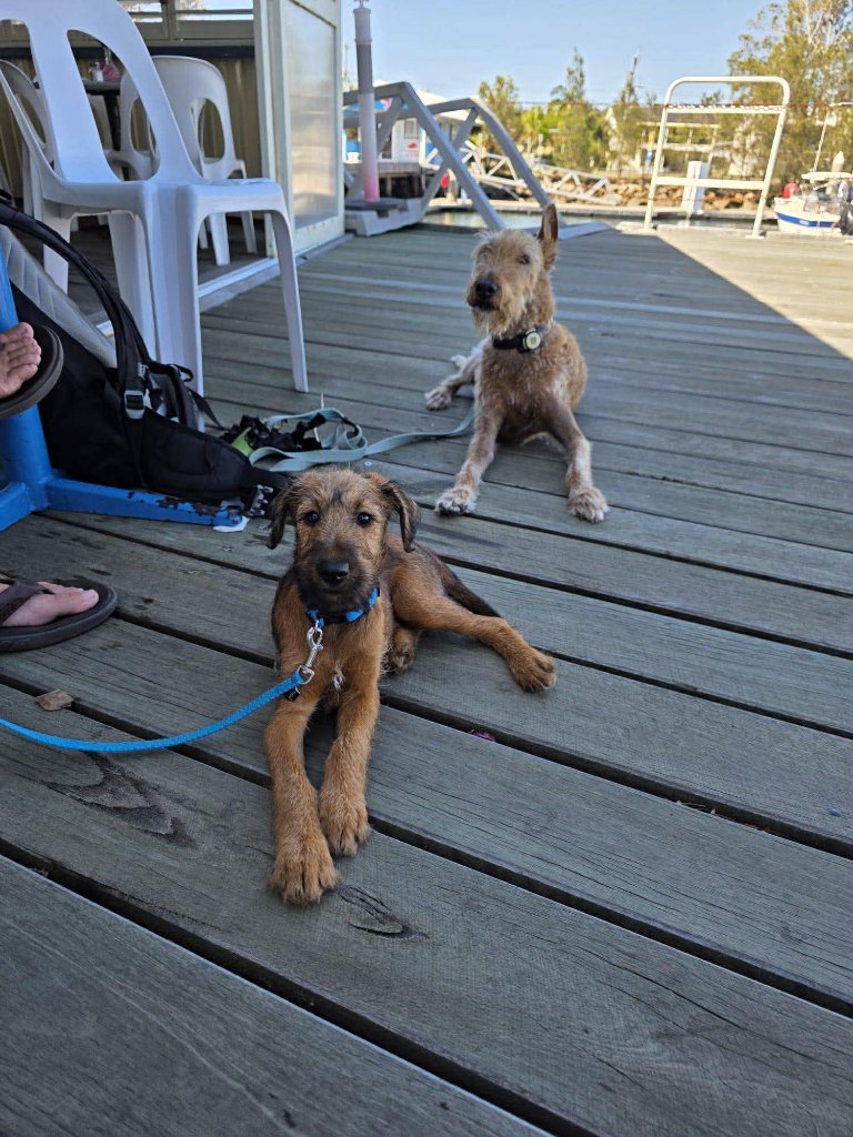 Braecrest Irish Terriers on the dock