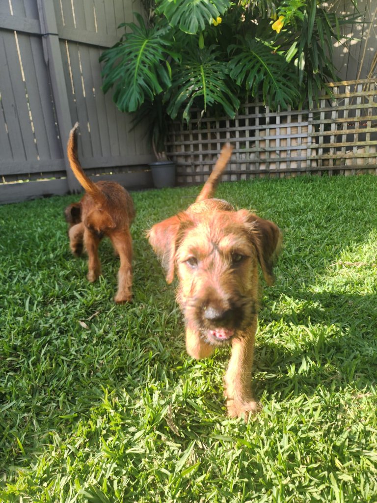 Braecrest puppies in the garden