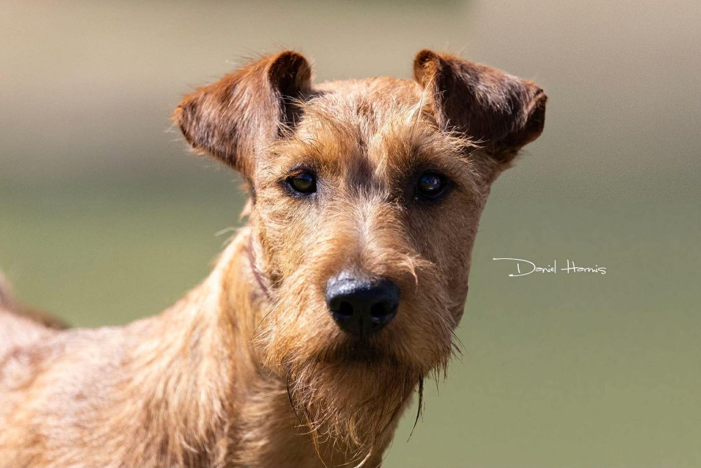 Braecrest Irish Terrier close-up