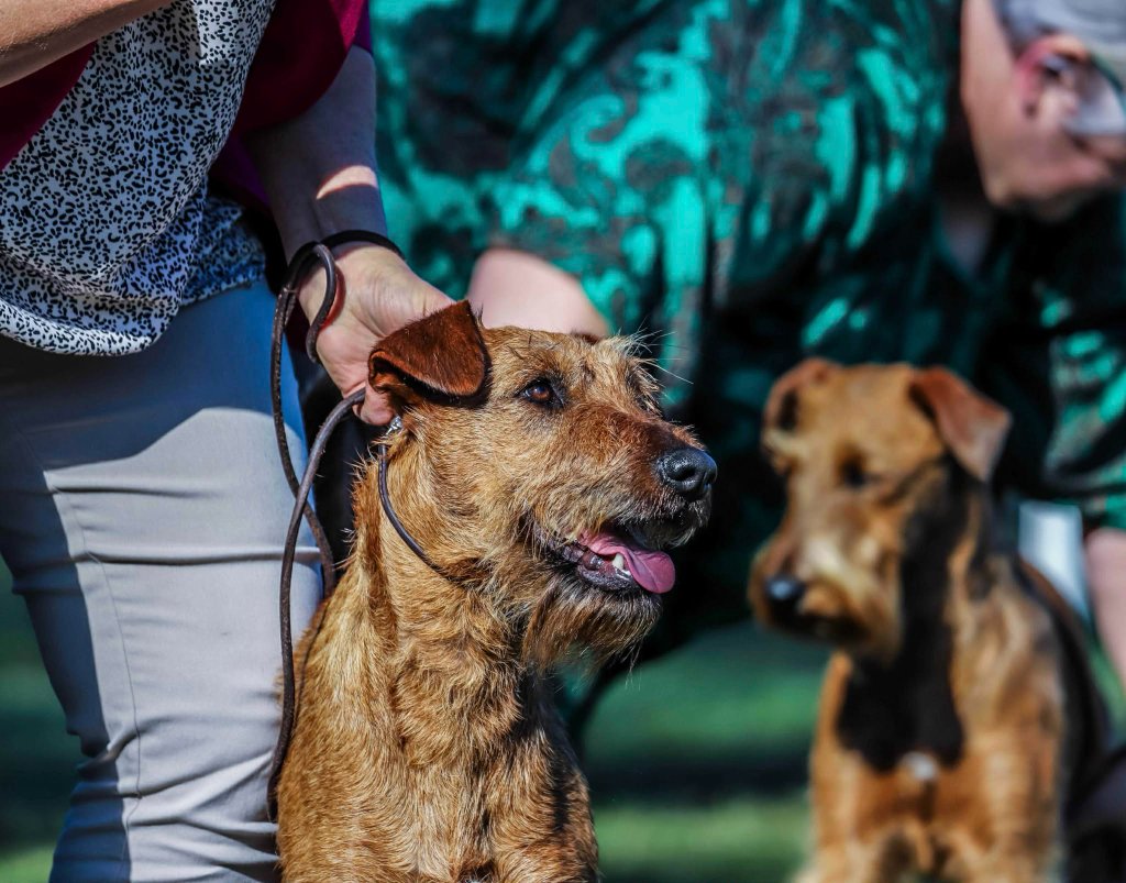 Braecrest Irish Terrier — Show Ring