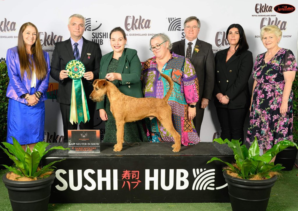 Ekka Royal Queensland Show — Runner Up Neuter In Show