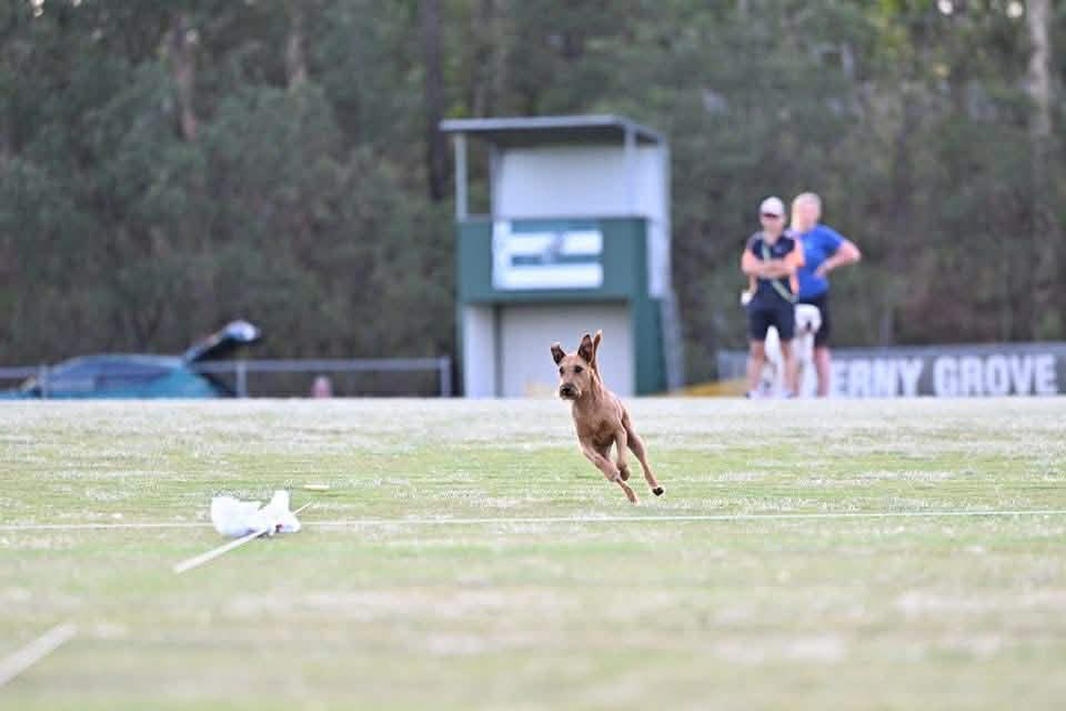 Irish Terrier — Lure Coursing at Speed
