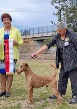 Braecrest Irish Terrier — Championship Show Win