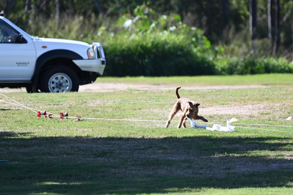 Irish Terrier — Lure Coursing