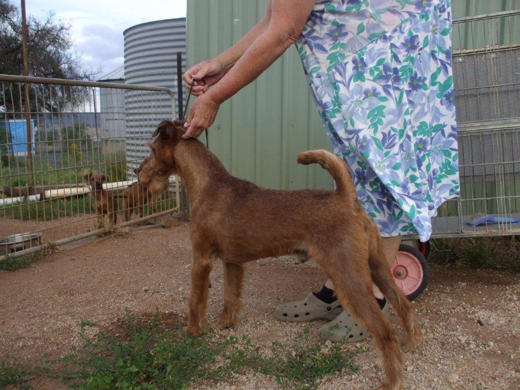 Beckham — early stack training at Wirrimah