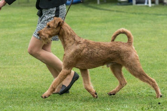 Tawnyoak Irish Terrier — show ring movement