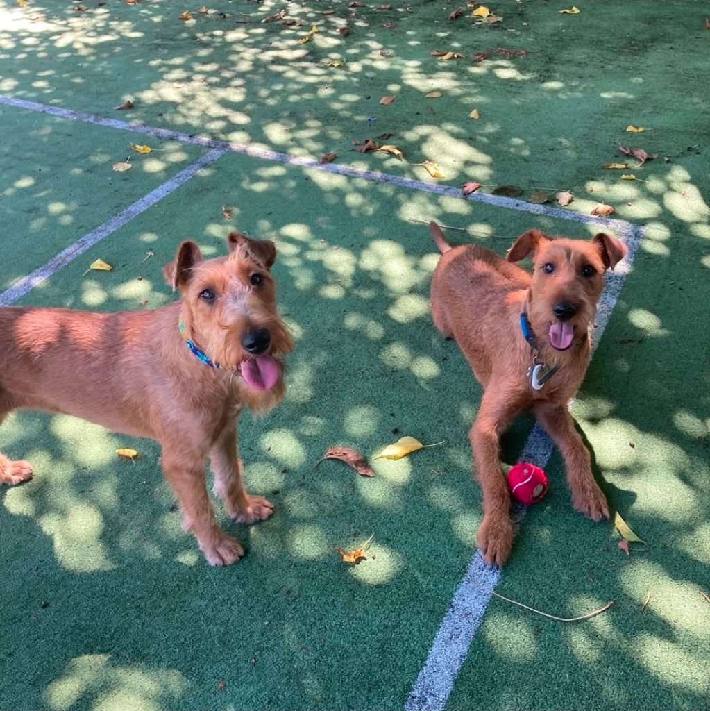 Braecrest Irish Terriers at play