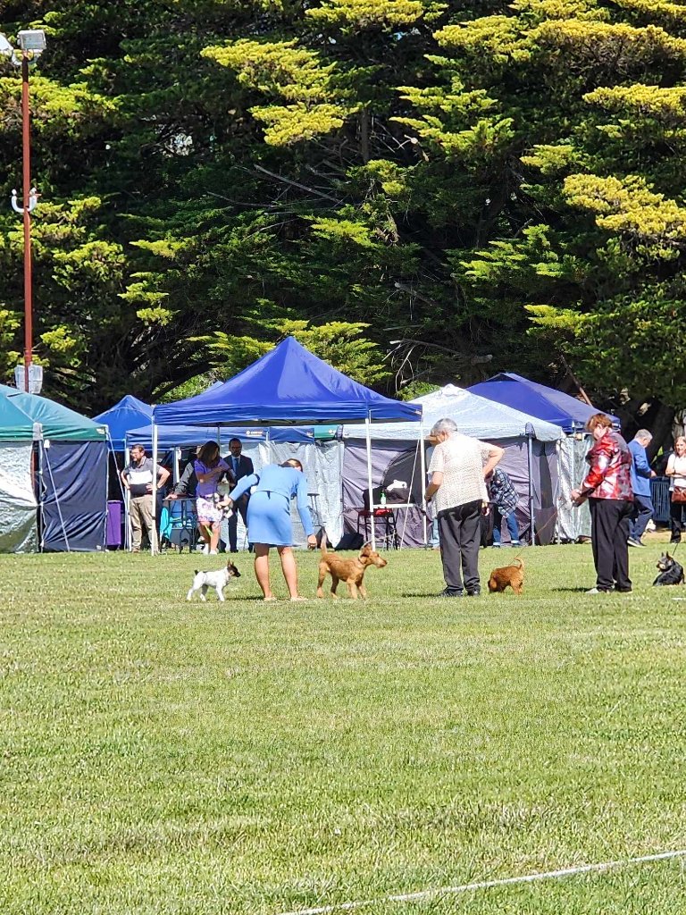Braecrest Irish Terrier — Agility Tunnel