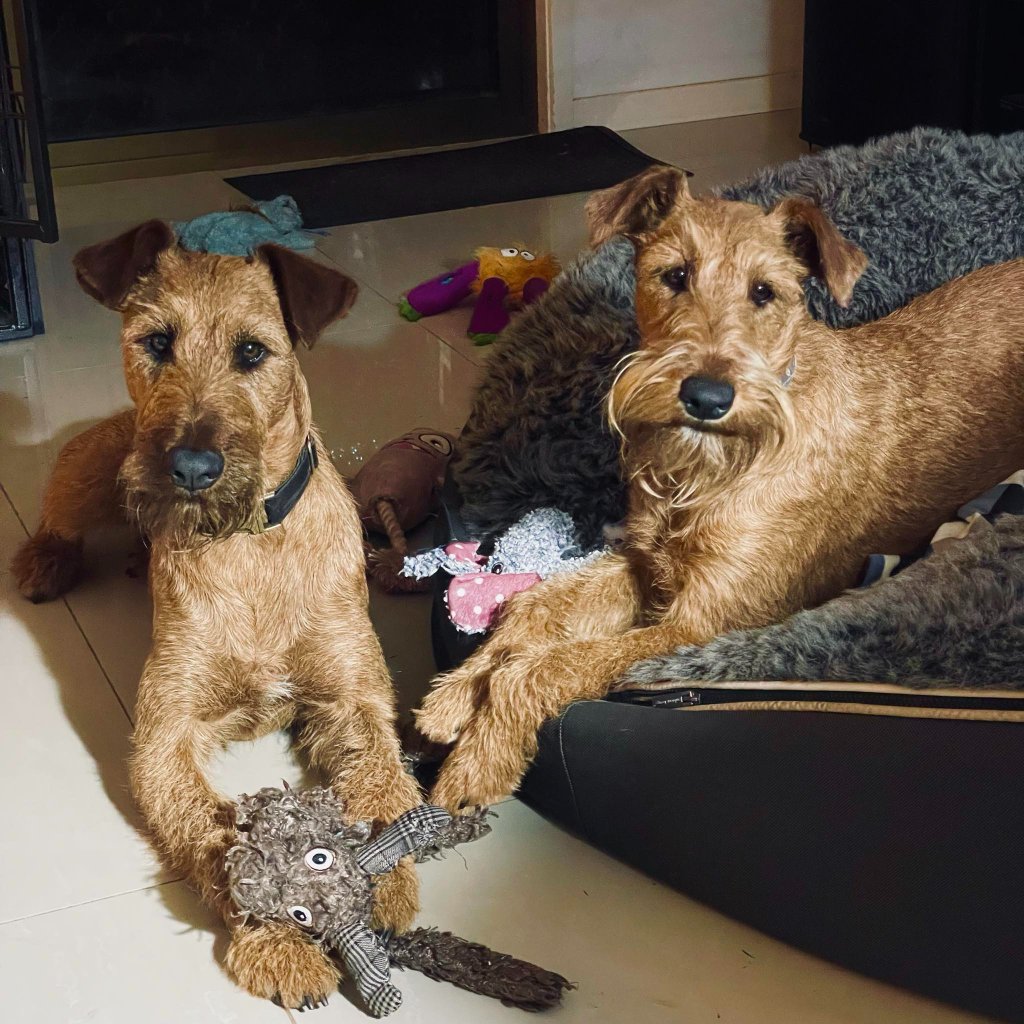 Two Braecrest Irish Terriers — toy time