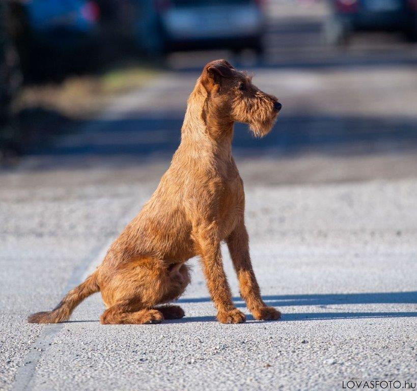 Irish Terrier — elegant profile