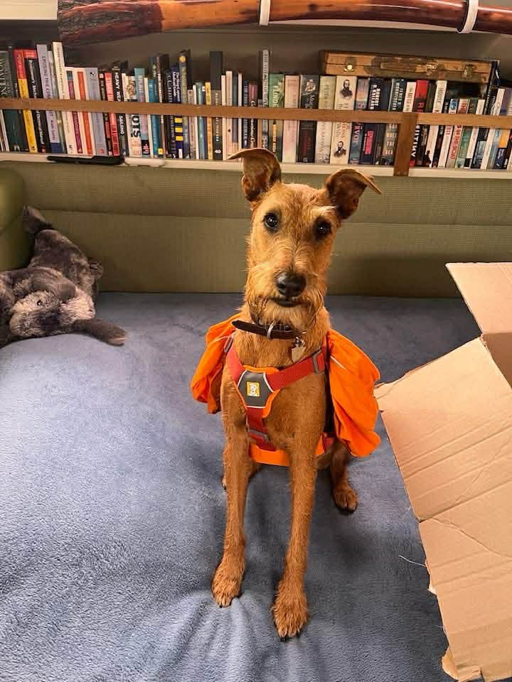 Braecrest Irish Terrier — ready for adventure