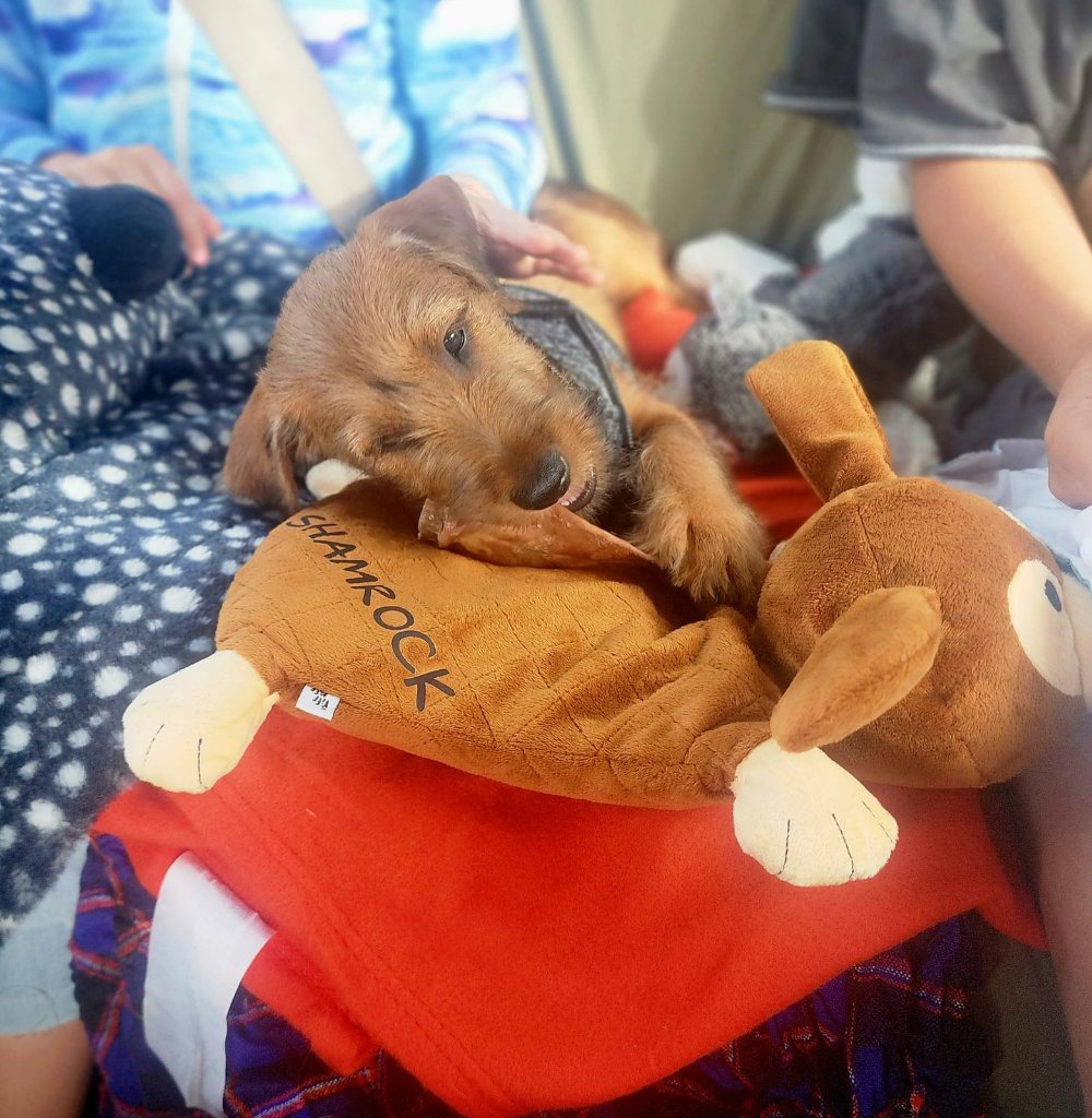 Braecrest puppy with Shamrock toy