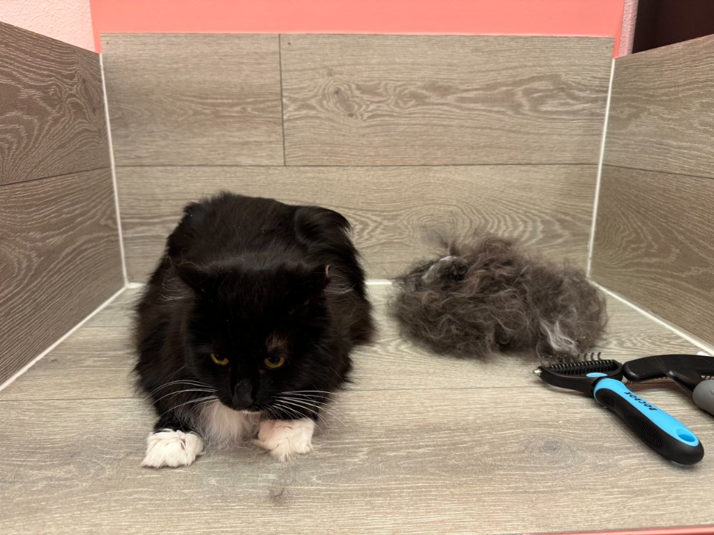 Black cat after grooming