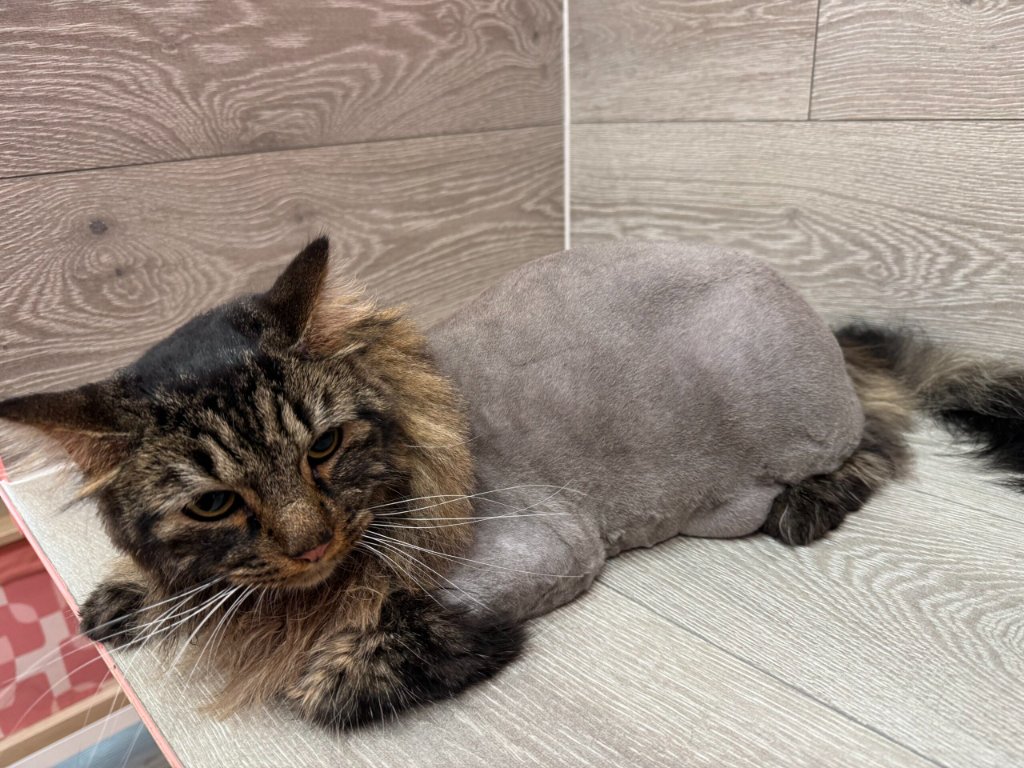 Maine Coon after lion cut