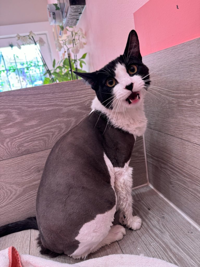 Groomed black and white cat