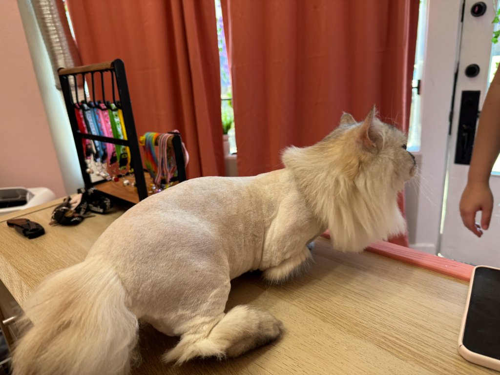 White fluffy cat after lion cut