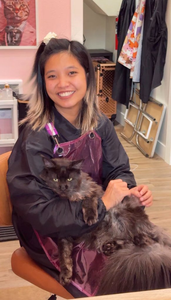 Noon - Portland Cat Groomer