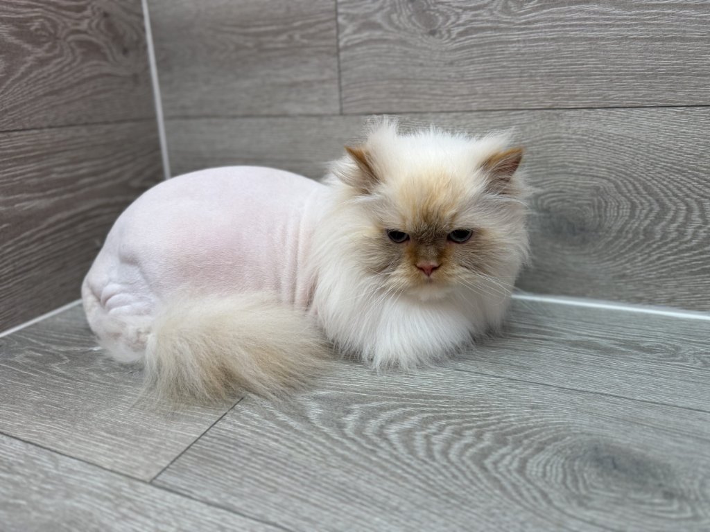 Himalayan cat after shave