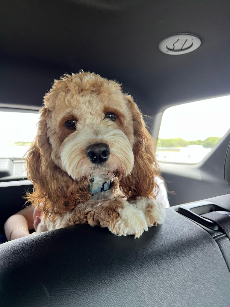 Tatum the Cavapoo