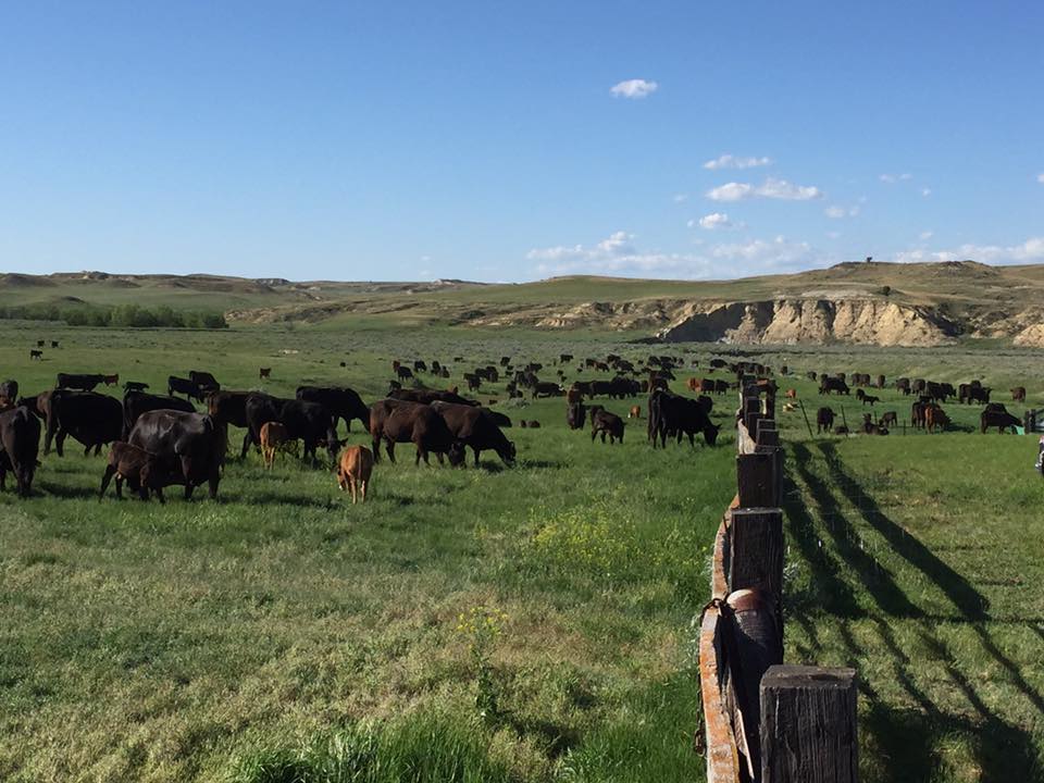 Northeast Montana