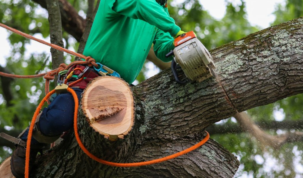 Tree Trimming
