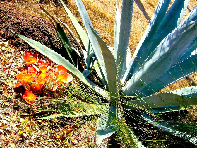 Agave and Blooms
