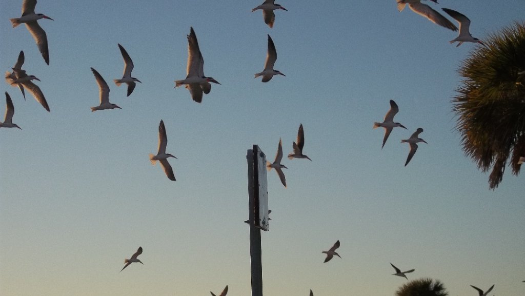 Birds in Flight