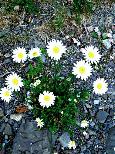 Daisies on Stone