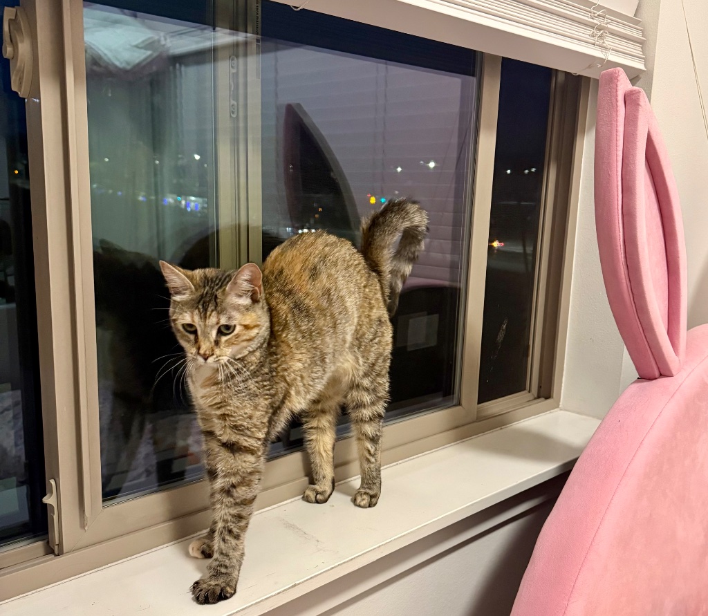 Tabby cat stretching at window