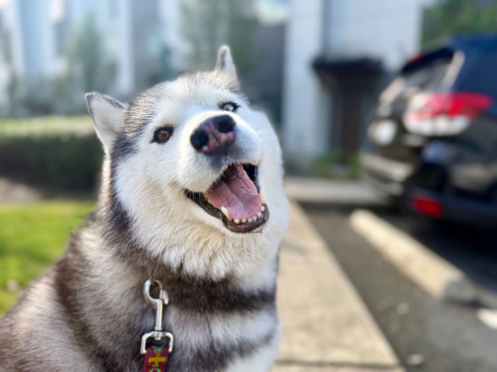 Dina