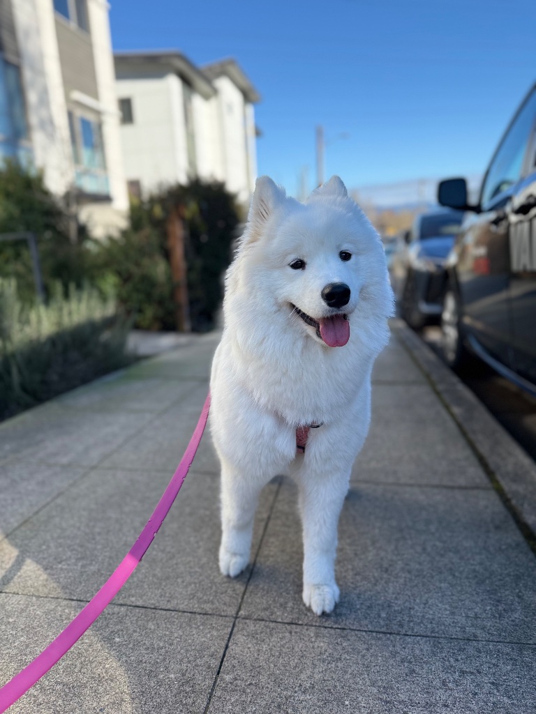 Samoyed smiling on city sidewalk