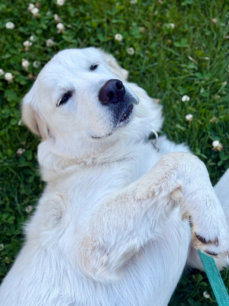 PawBoo story