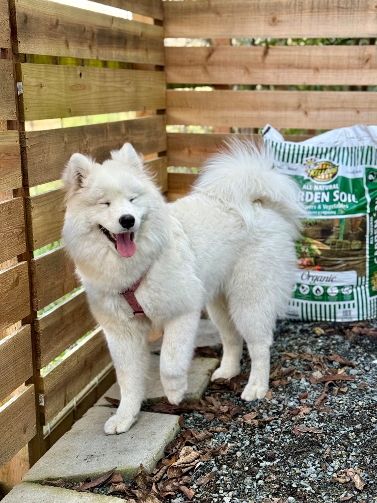 Happy pet