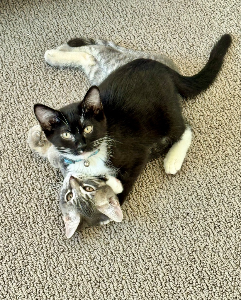 Cat Boarding