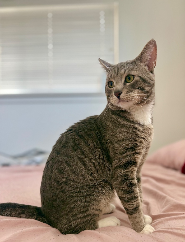Gray tabby on pink bed