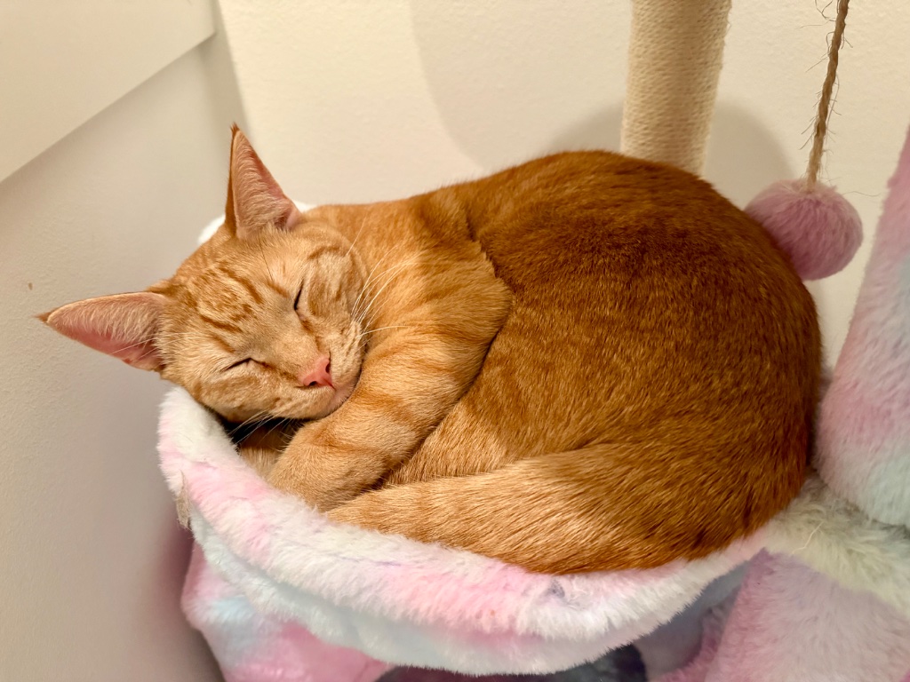 Orange cat sleeping on cat tree perch