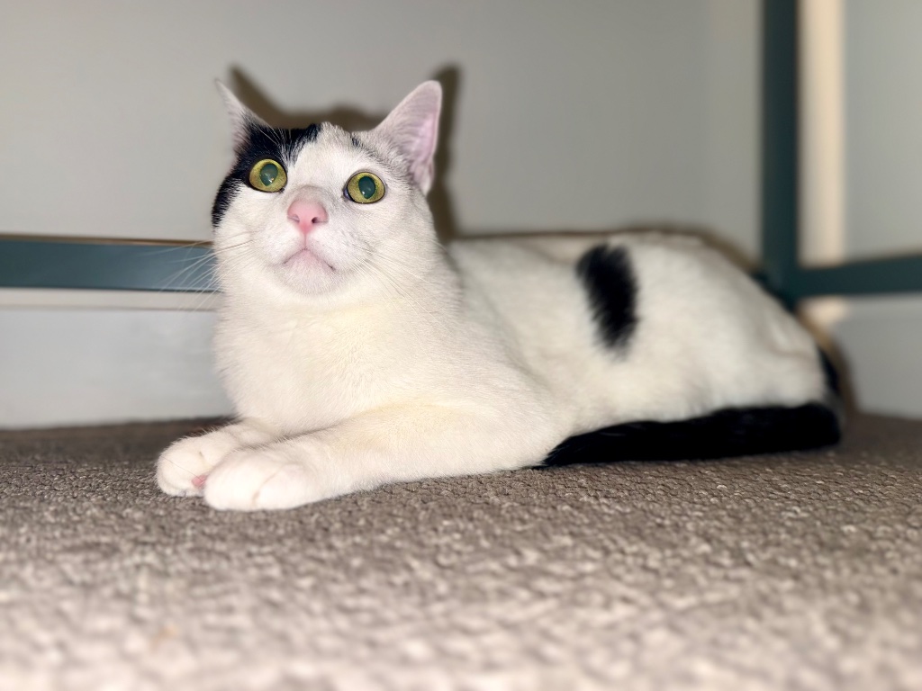 Black & white cat with big eyes