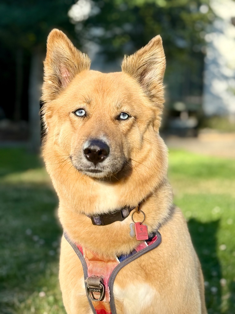 Blue-eyed golden mix portrait