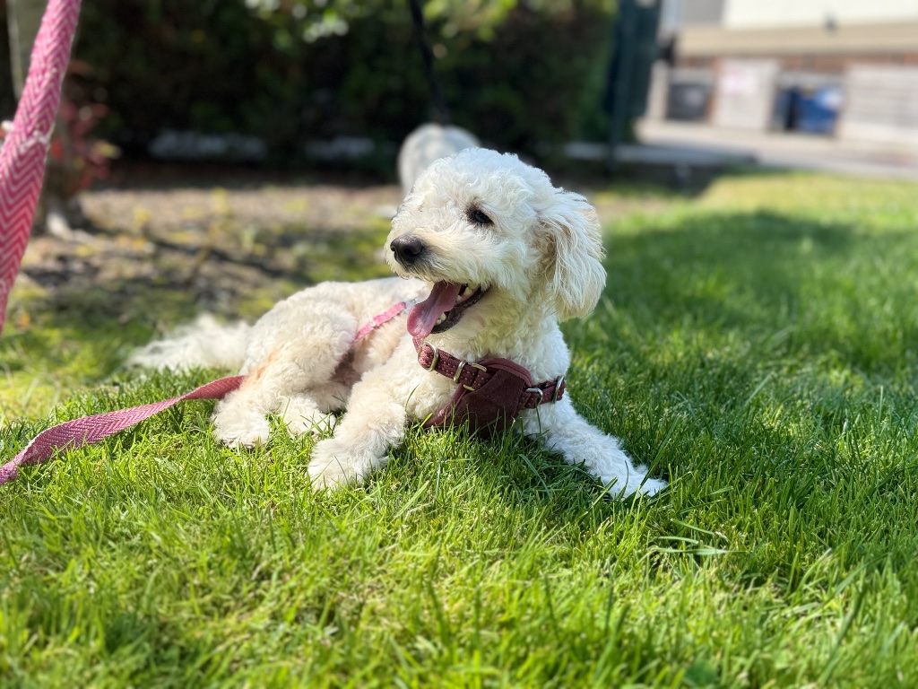 Poppy