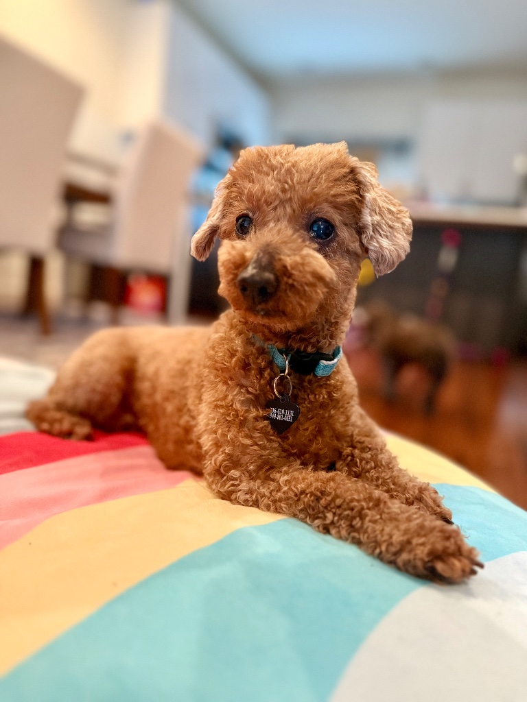 Happy pet