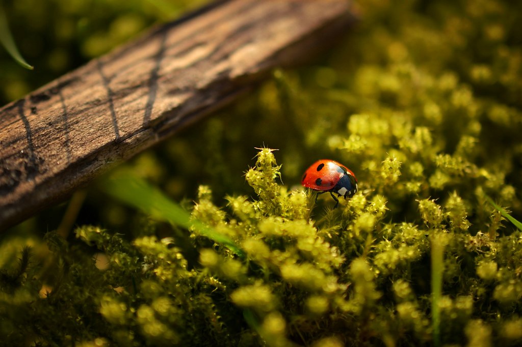 Insect Macro Photography: Settings and Techniques for Perfect Shots