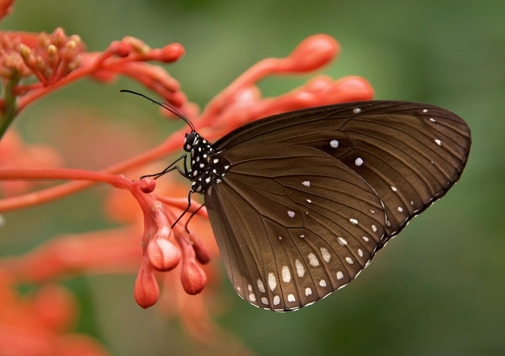 Backyard Wildlife Photography: Tips and Techniques