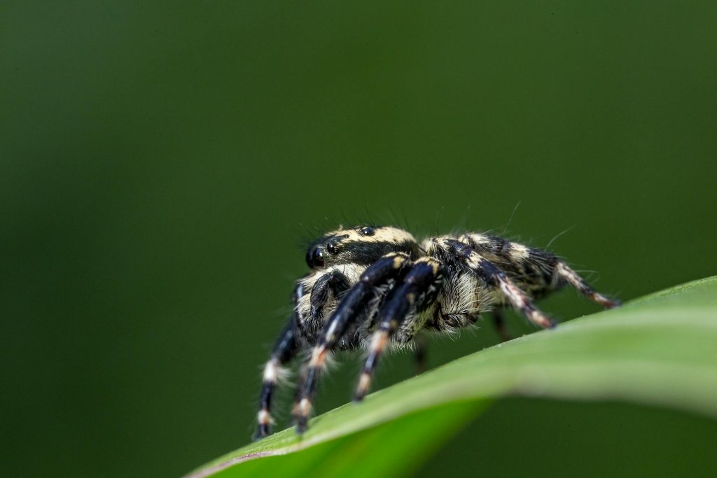 Macro Photography for Beginners: Start Here