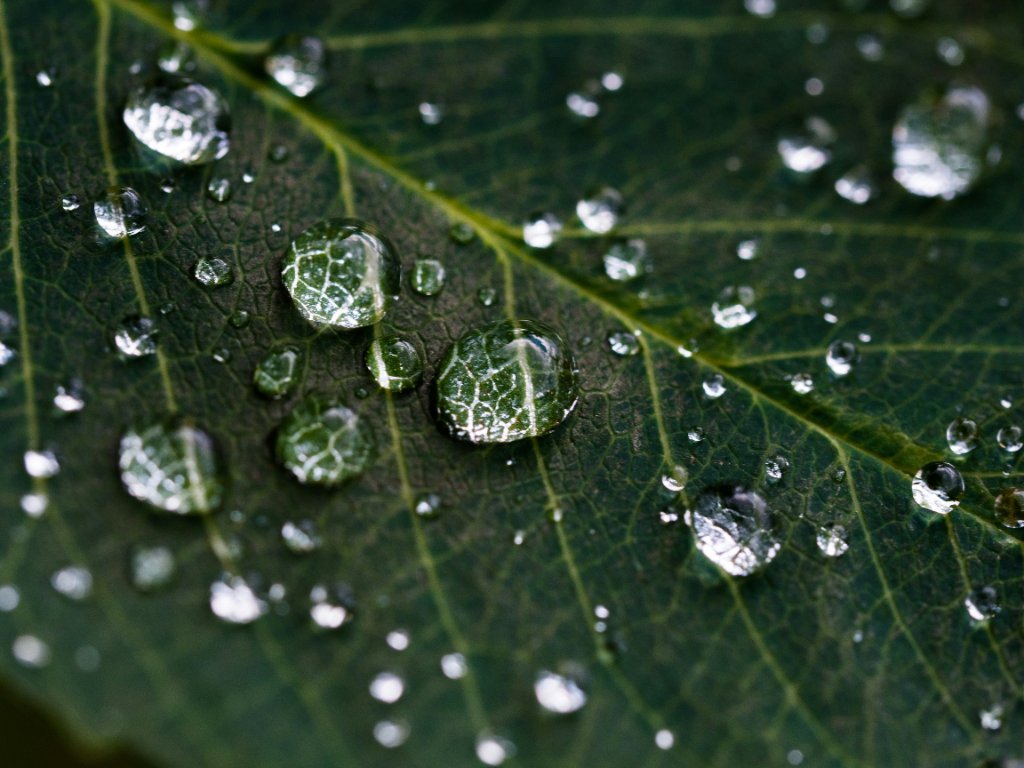 Macro Photography Without a Macro Lens: 5 Methods
