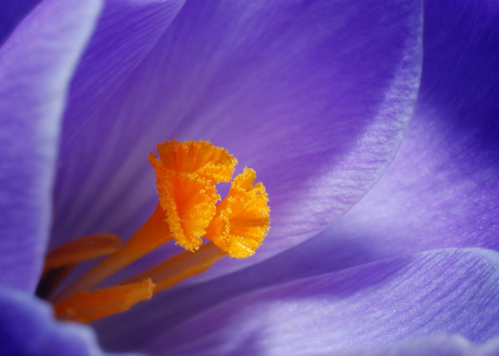 Focus Stacking in Macro Photography: Complete Guide