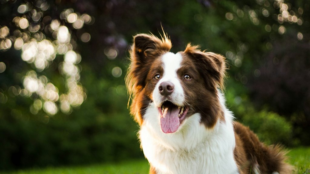 How to Get Dogs to Sit Still for Photos: Training Tips for Dog Photography
