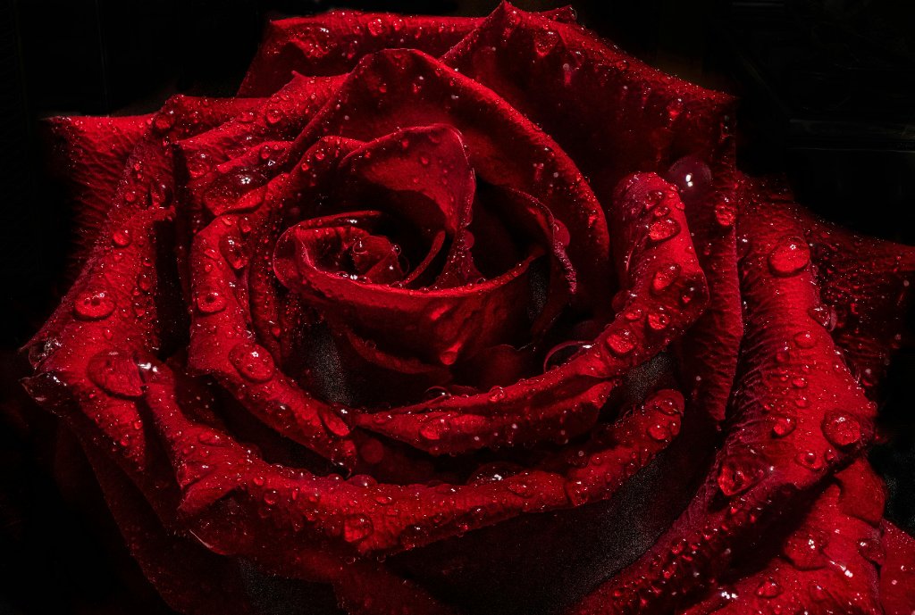 Red rose